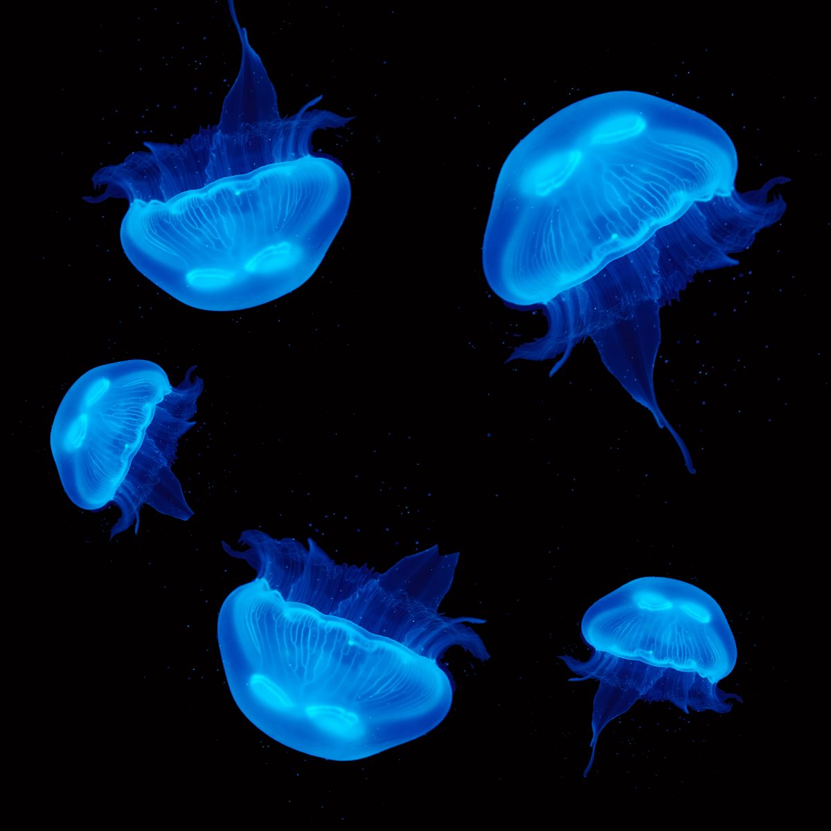 UK Jellyfish Buy Live Pet Jellyfish, Jellyfish Food & Aquariums