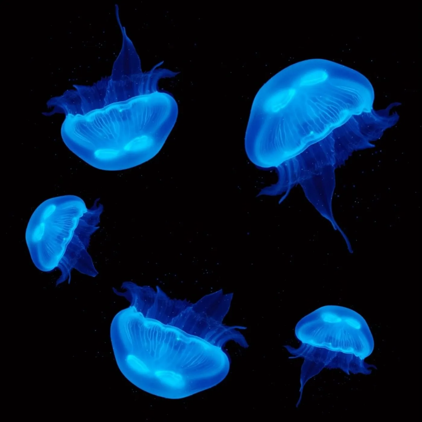 5 Pet Moon Jellyfish