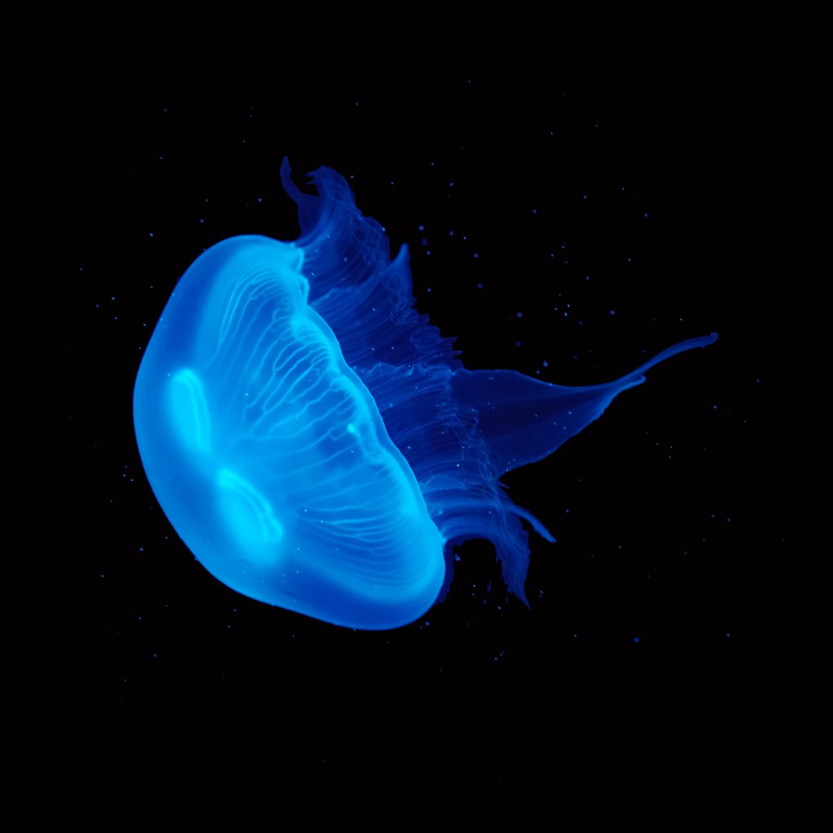 Buy Live Pet Blue Cannonball Jellyfish - UK Jellyfish