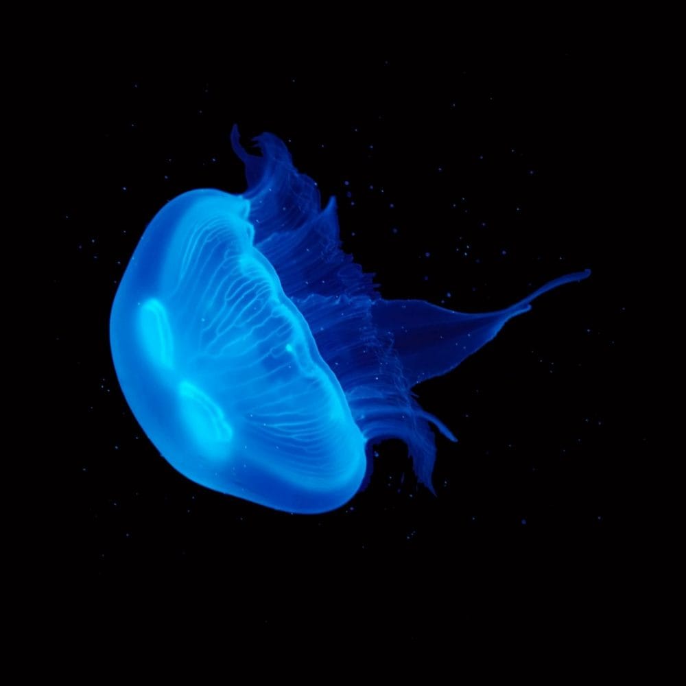 UK Jellyfish | Pet Jellyfish | Bioluminescent Algae | Moon Jellyfish