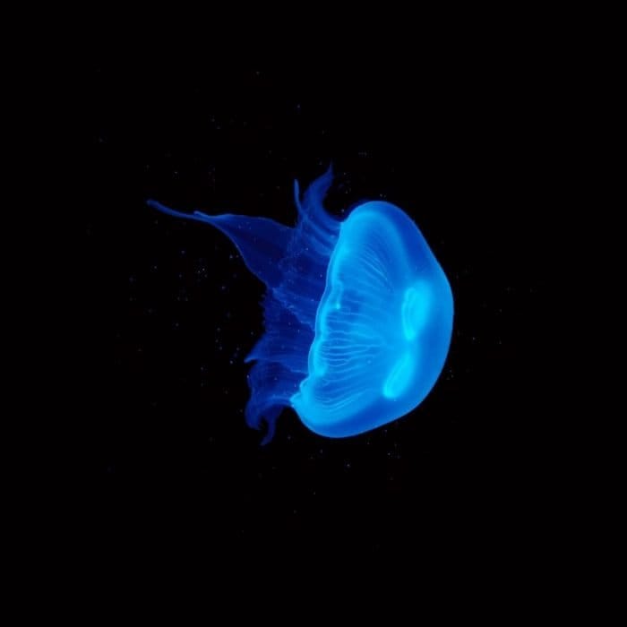 Medium Moon Jellyfish