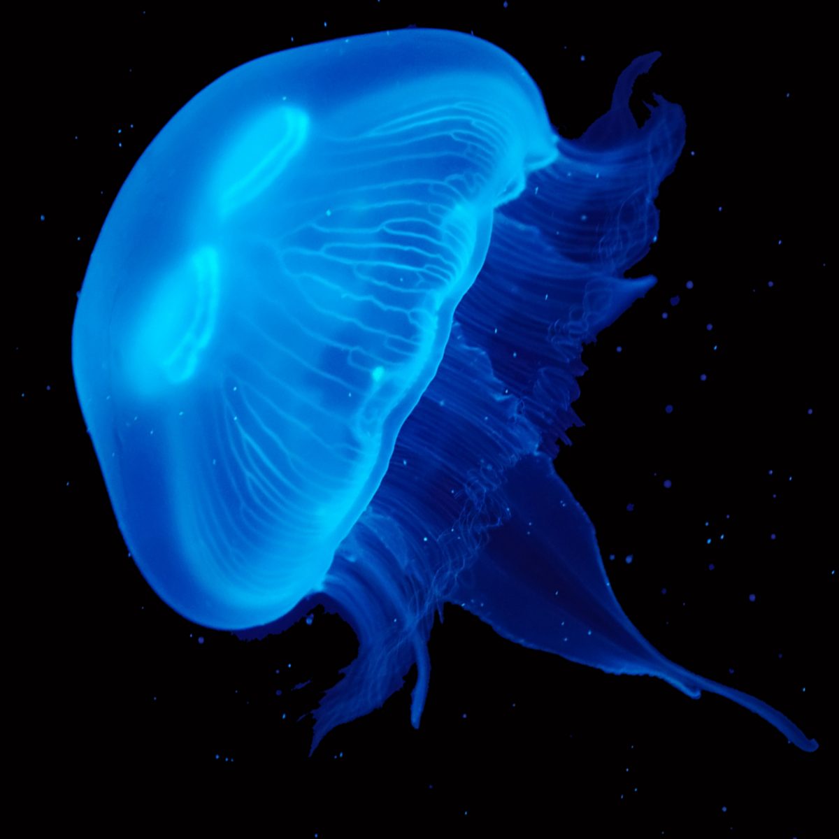 Buy Live Pet Blue Cannonball Jellyfish UK Jellyfish