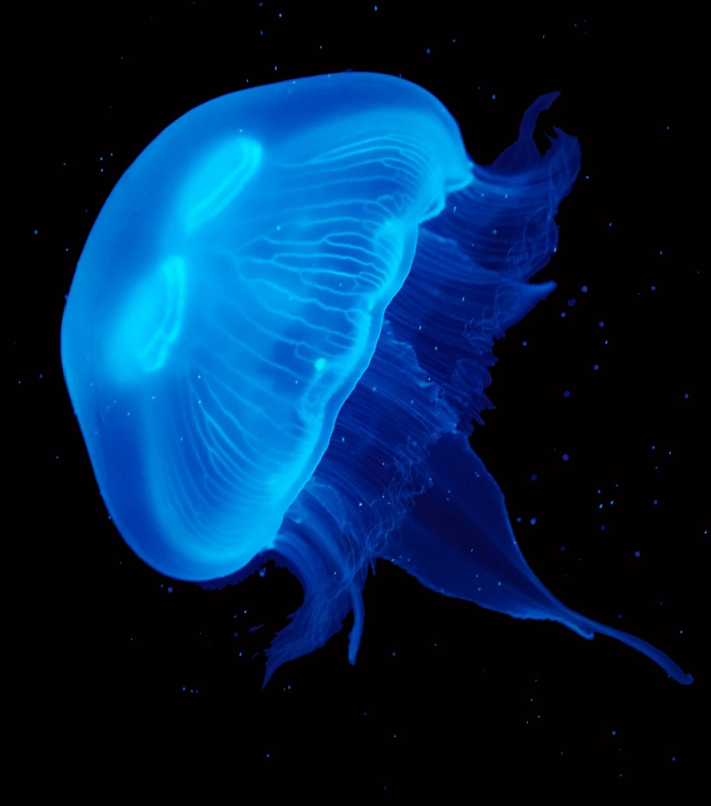 buy-jellyfish-in-the-uk-pet-jellyfish-buy-online-uk-jellyfish