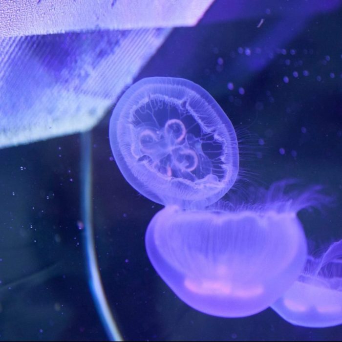 Moon Jellyfish in Medusa Desktop Jellyfish Tank
