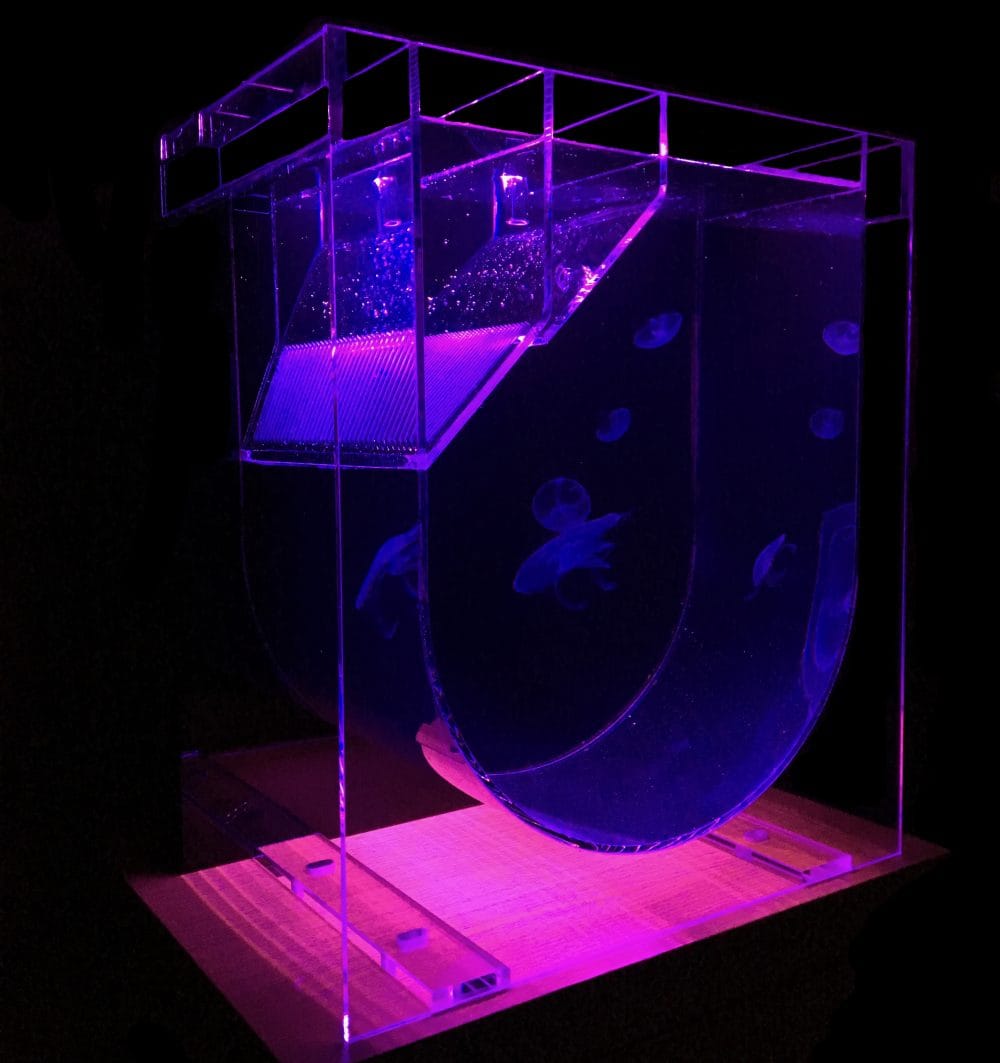 Medusa Desktop Aquarium | UK Jellyfish | Jellyfish aquarium