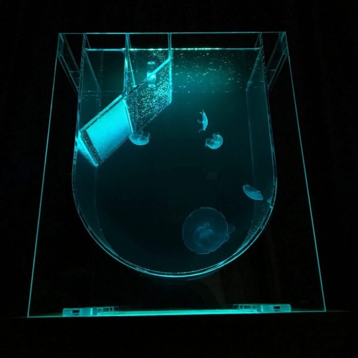 Medusa Desktop Jellyfish Tank with green lighting