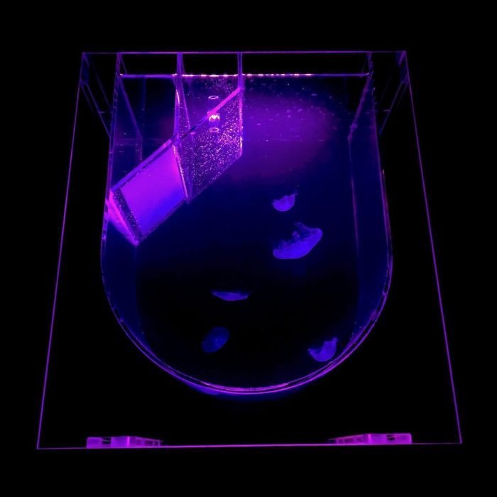 Medusa Desktop Jellyfish Tank with purple lighting