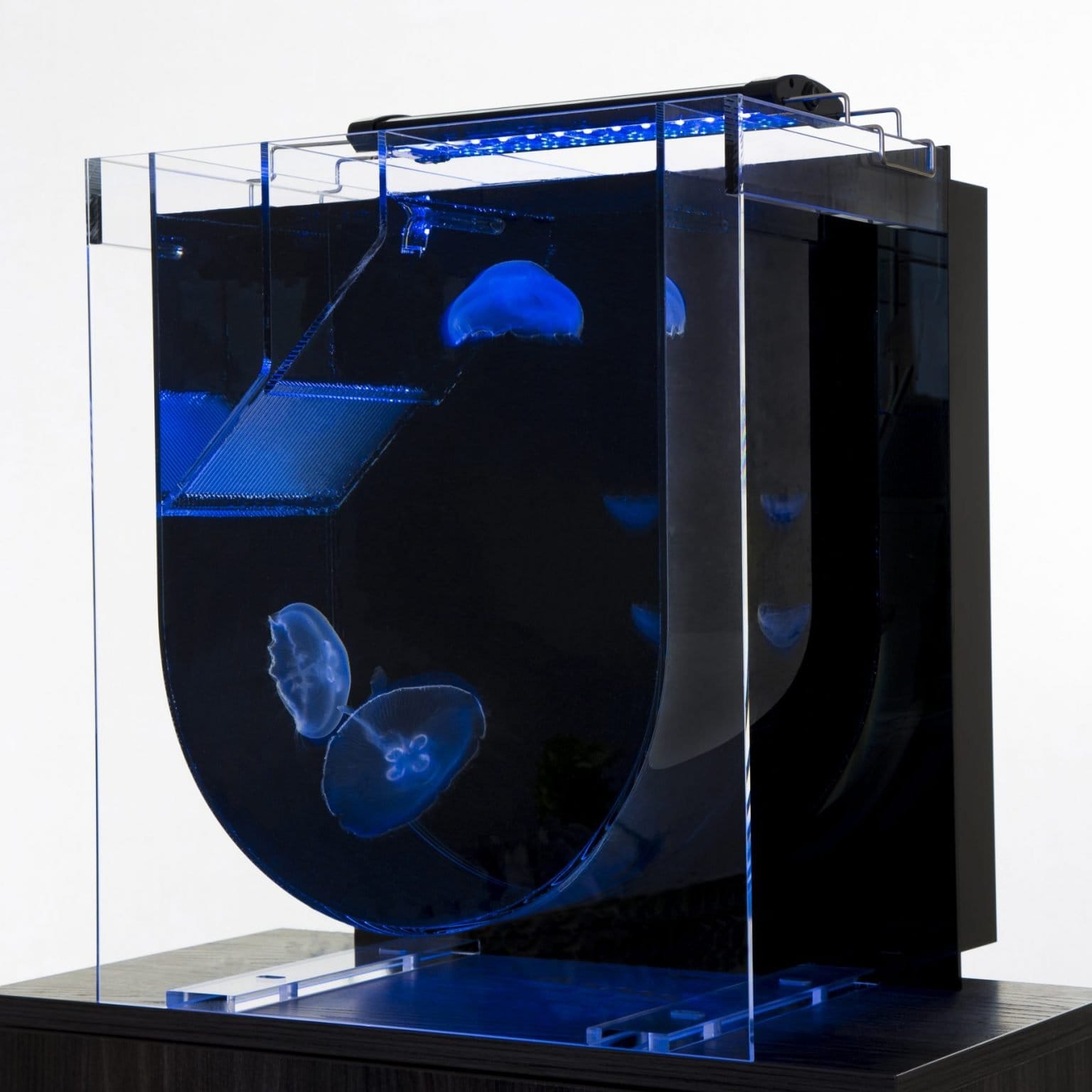 The Dome Jellyfish Aquarium | Buy Jellyfish Tanks | UK Jellyfish