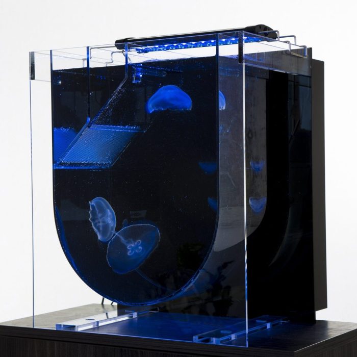 Medusa Desktop Jellyfish Tank with Jellyfish