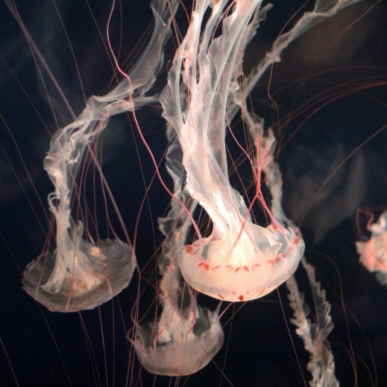 Pet Jellyfish For Sale | Buy Live Moon Jellyfish & Aquariums | UK Jellyfish