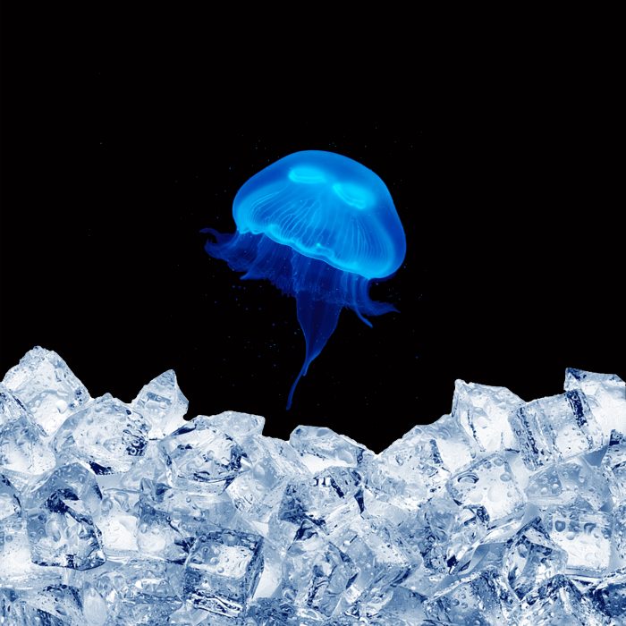 frozen moon jellyfish as food