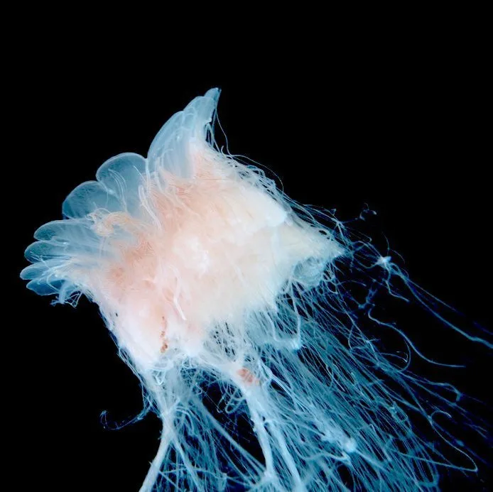 Lions Mane Jellyfish Ghost Jellyfish pet jellyfish