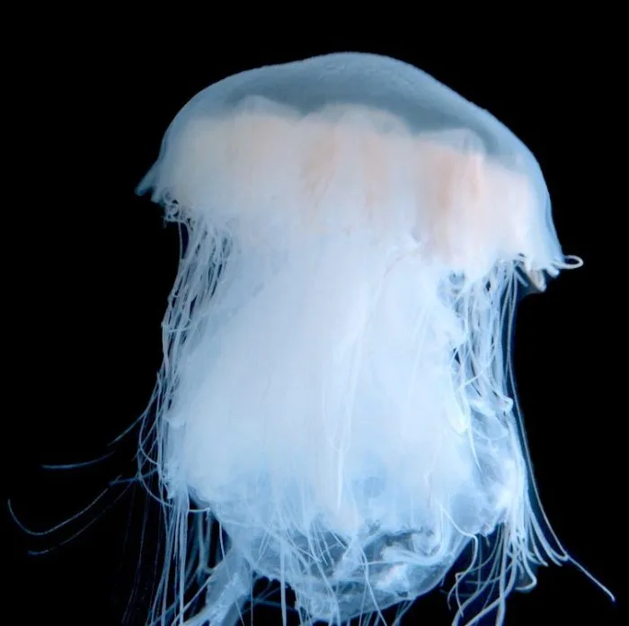 Lions Mane Jellyfish Ghost Jellyfish pet jellyfish