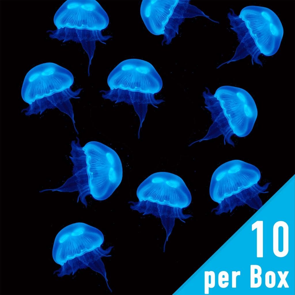 Pet Jellyfish For Sale | Buy Moon Jellyfish | UK Jellyfish